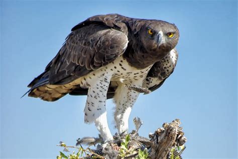 Martial Eagle Leovegas