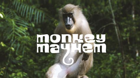 Monkey Mayhem Bwin