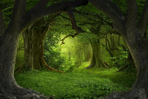 Mystic Forest Parimatch