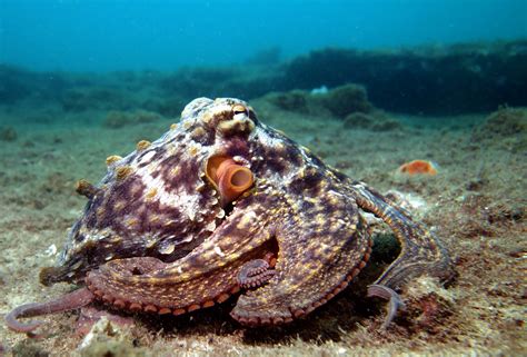 Octopus Betway