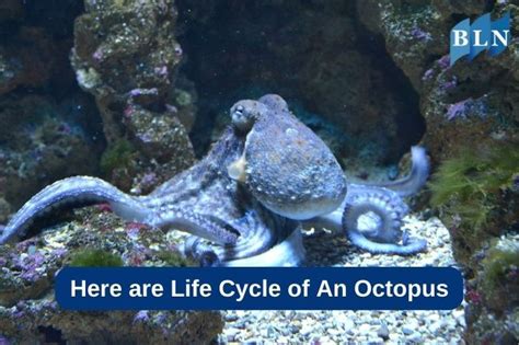 Octopus Life Betsul