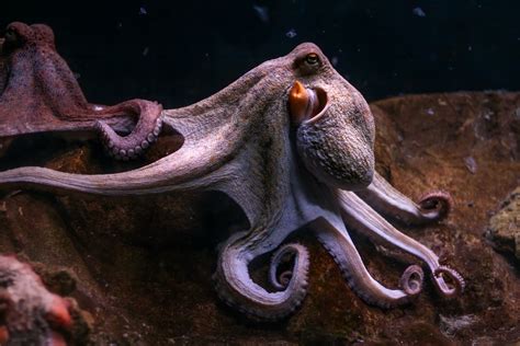 Octopus Life Sportingbet