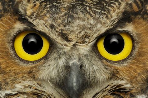 Owl Eyes 1xbet