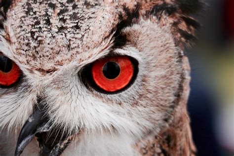 Owl Eyes Betano