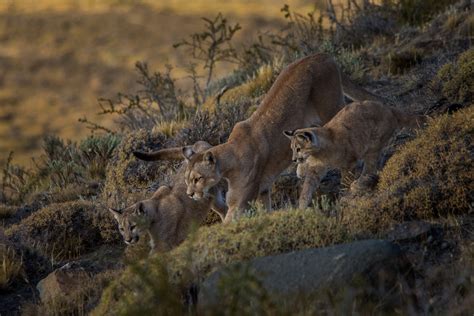 Patagonia Wild Betano