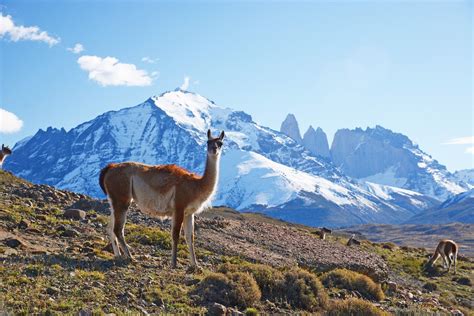 Patagonia Wild Betsson