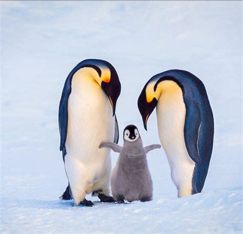 Penguin Family Betsul