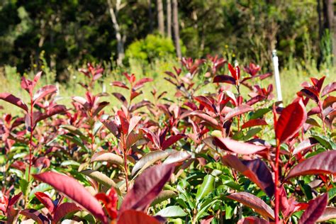 Photinia Blackjack Planta