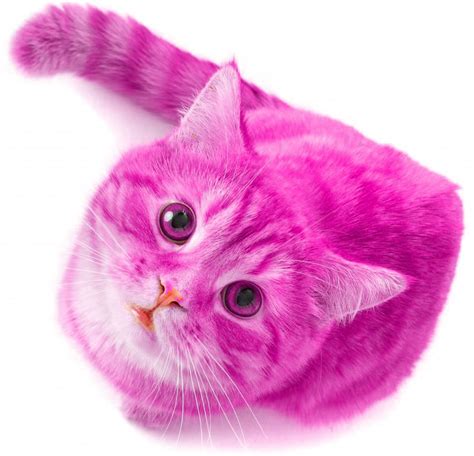 Pinky Cat Novibet