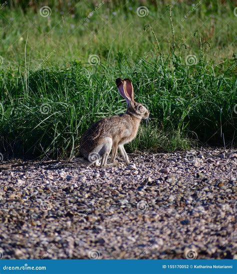 Preto De Cauda Jackrabbit Adaptacoes