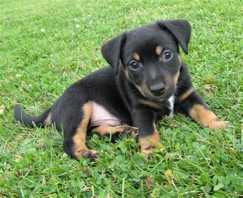 Preto E Tan Jack Russell Filhotes Escocia