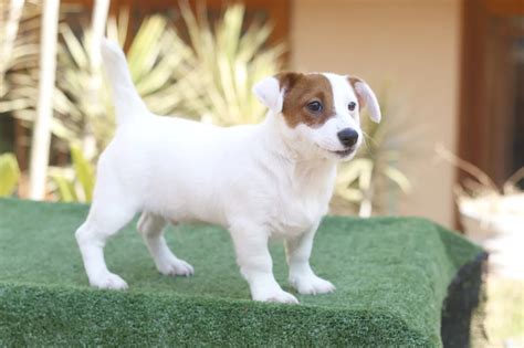 Preto E Tan Jack Russell Filhotes Para A Venda Do Liverpool