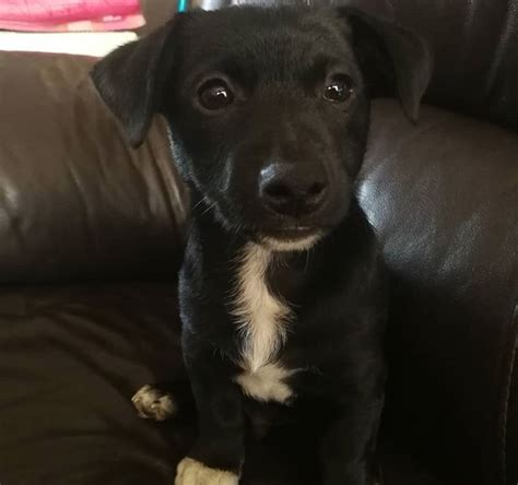 Preto Parson Jack Russell Terrier Mix