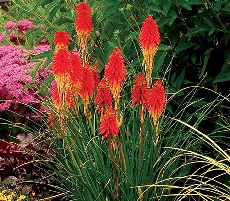 Quando A Planta Red Hot Poker Lampadas Reino Unido