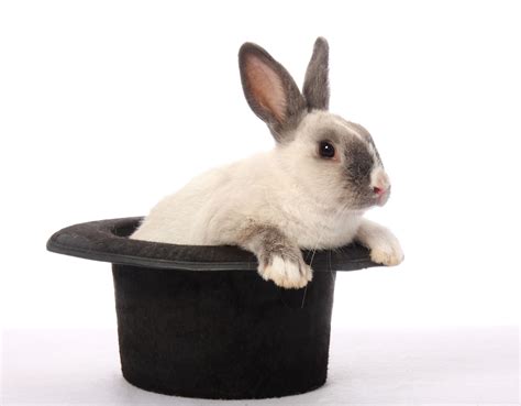 Rabbit In The Hat Betsson