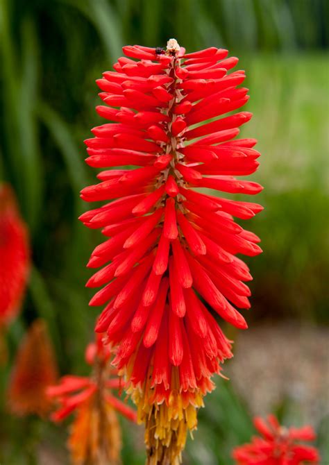 Red Hot Poker Coletas De Sementes