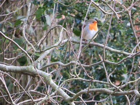 Robin In The Woods Betway