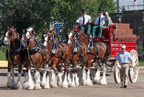 Seneca Niagara Casino Budweiser Clydesdales