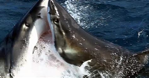 Shark Fight Novibet