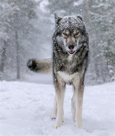 Siberian Wolves Novibet