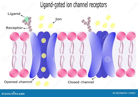 Slot Superior Receptores