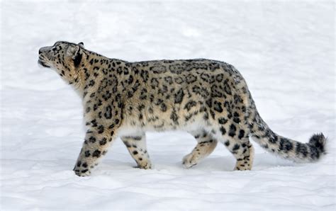 Snow Leopards Bet365