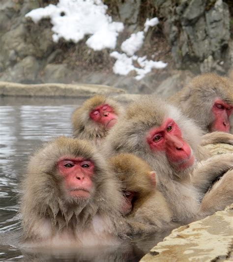 Snow Monkeys Betway