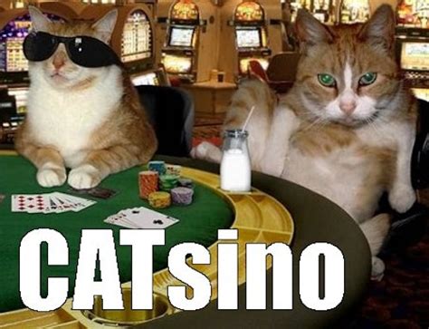 Stupid Casino Argentina