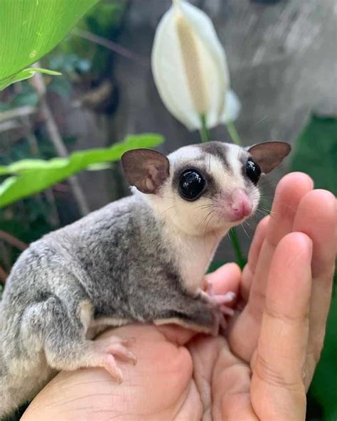 Sugar Glider Betano