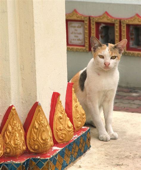 Temple Cats Brabet