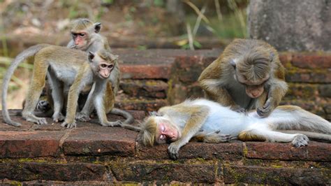 Temple Of The Golden Monkey Parimatch