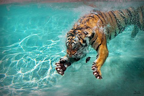 Tiger Claws Sportingbet