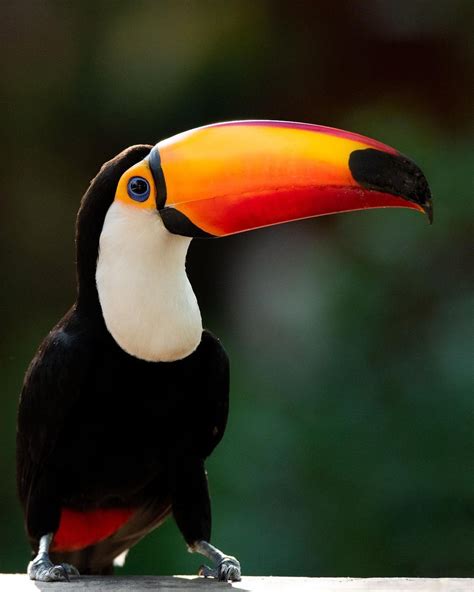 Toucan Betano