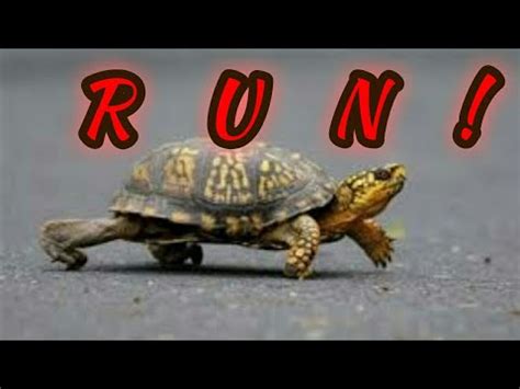 Turtle Run Brabet