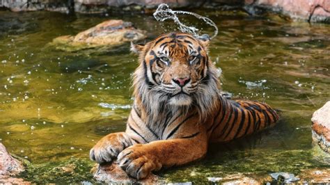 Water Tiger Netbet