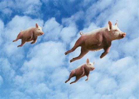 When Pigs Fly Bwin