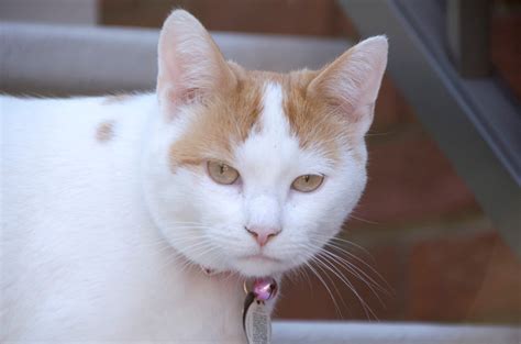 White Nose Cat Novibet