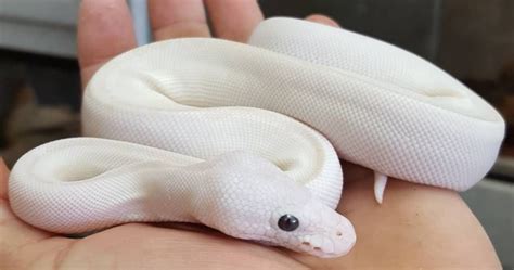 White Python Betsul