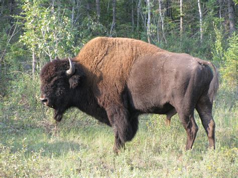 Wild Wood Buffalo Betsul