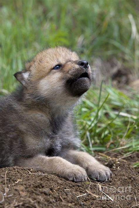 Wolf Cub Betsul