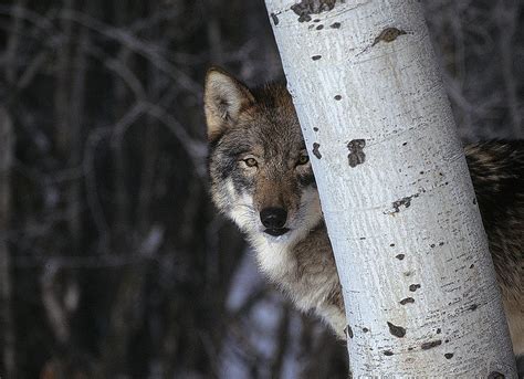 Wolf Hiding Brabet